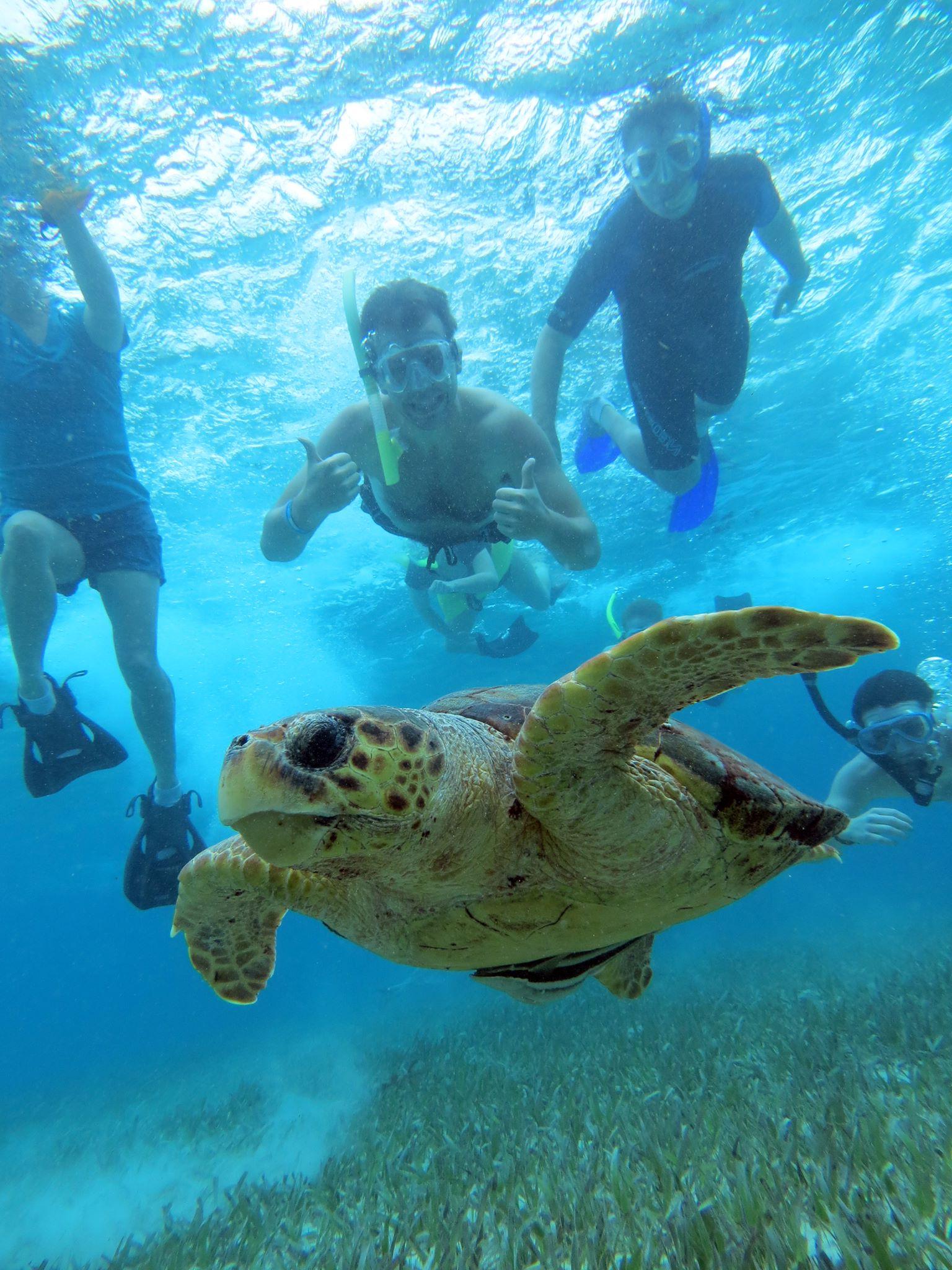 sea turtle, students in the water behind it 